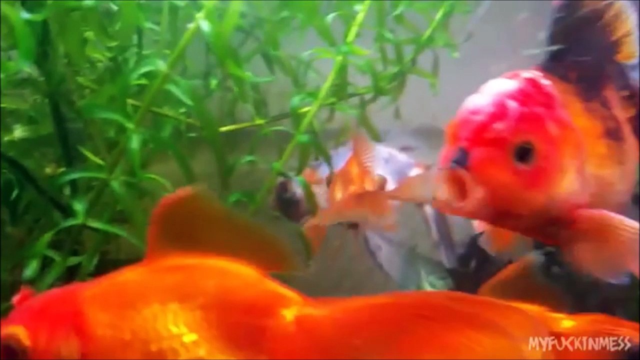 Poisson Hitler... Tellement drôle