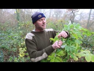 Unseasonal Raspberries growing in Bristol
