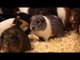 Randy the sex-mad guinea pig who has left 100 females pregnant