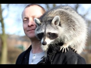 Zella the pet Raccoon