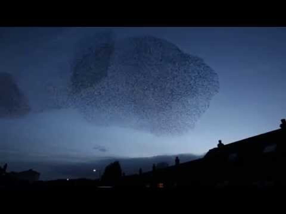 Massive flocks of starlings leaves street covered in bird poo
