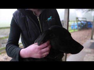 Woman swaps from Government job to animal chiropractor