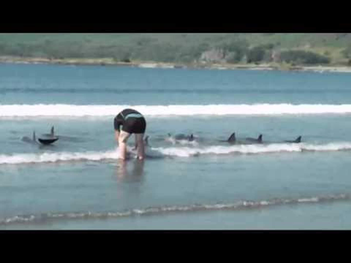 ⁣Holiday makers rescue stranded dolphins