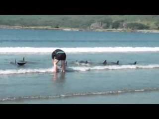 Holiday makers rescue stranded dolphins