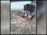 Buddy the 18 day old donkey who enjoys a game of football