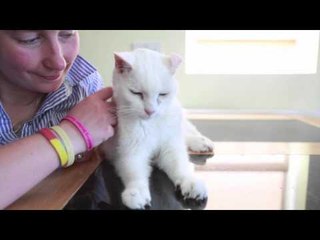 Snowy the Cat, thought to be the oldest cat in the world at 27 yrs old.