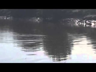 Dolphin captured on video 50 miles inland on Rivers Severn