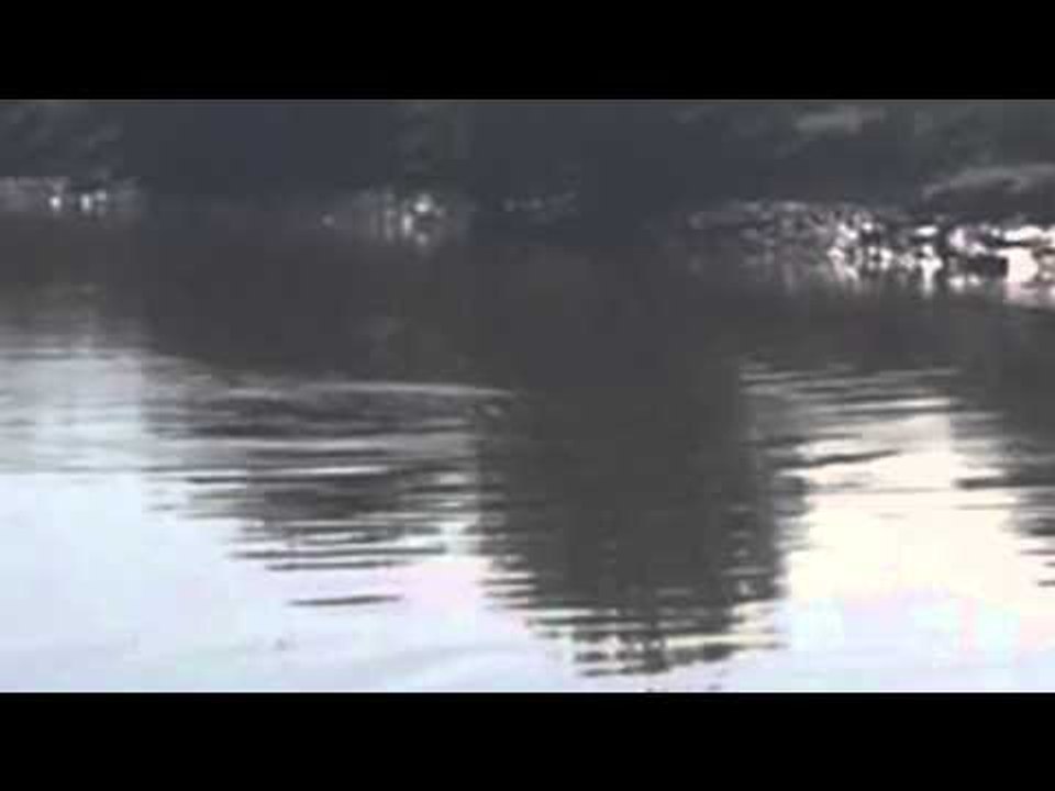Dolphin captured on video 50 miles inland on Rivers Severn