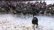 Sheep dog Lily gets Turkeys fit for Christmas
