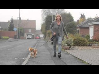 Pampered pooch has a makeover to make it look like a TIGER.