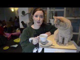 Purfect Cuppa' at Maison de Moggy - Britain's first Cat Cafe opens