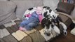 Cute seven-month old baby best friends with 'big sister' - an enormous GREAT DANE