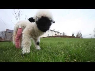 Rare lamb with a broken leg is being nursed back to health with cuddles