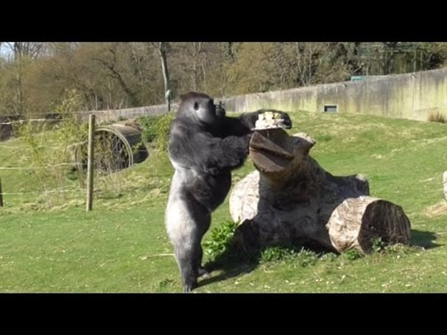 ⁣Britain’s famous gorilla, Ambam, celebrated his landmark 25th birthday in style – with a fruity CAKE