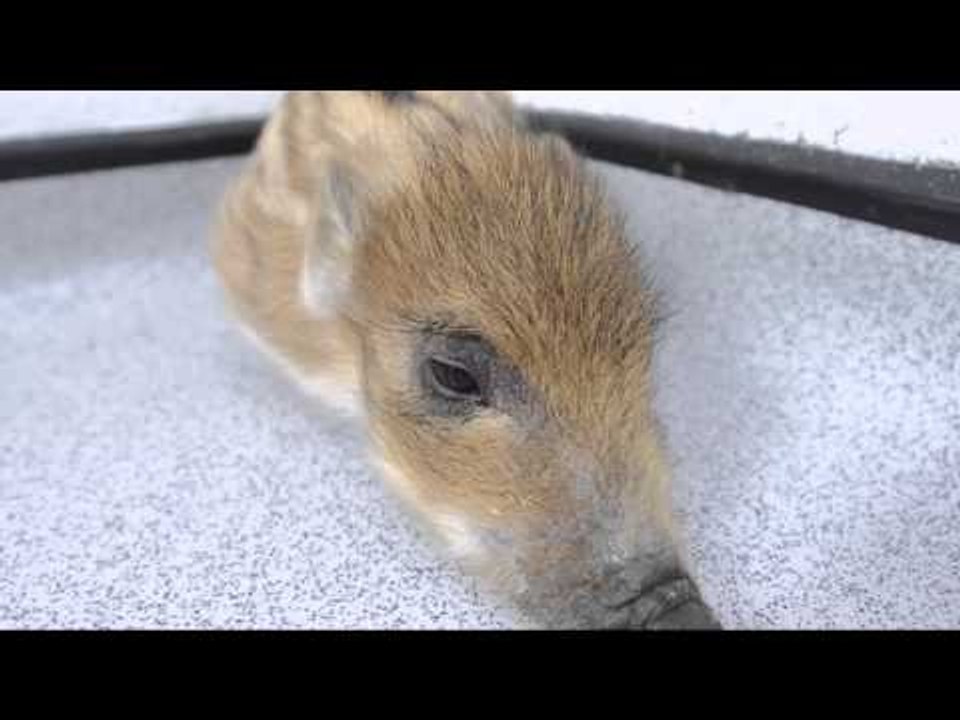 Adorable wild boar piglet brought back from brink of death