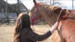 Woman finds stable career healing horses with reiki