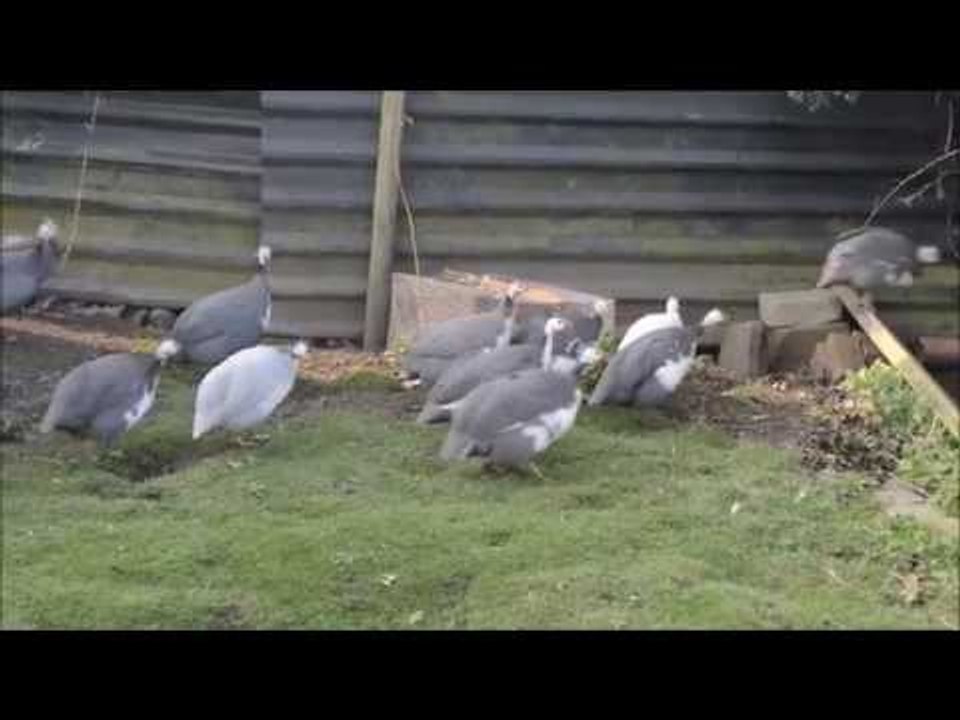 Couple get noise abatement notice after GUINEA FOWL complaints - despite living next to M6