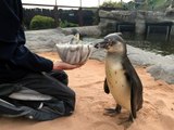 Penguin born with splayed legs captures hearts all over the UK