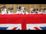 Adorable litter of Jack Russell puppies named after Royal Family