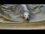 Seal spotted splashing around and sunbathing - 40 miles inland
