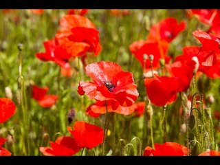 The Poppy Field of Remembrance at The Lost Gardens of Heligan is blooming again.