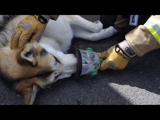 Fire brigade launch trial of oxygen masks for animals.