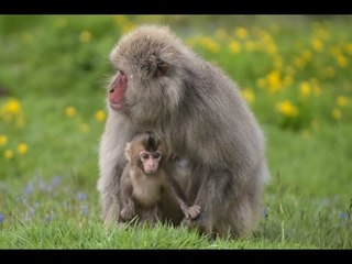 Adorable new-born snow monkey, small enough to fit into the palm of a hand.