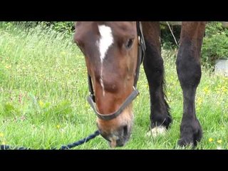 Famous horse found safe and well after being missing for ten days.