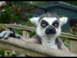 Grumpy Faced Lemur Celebrates 29th Birthday - Oldest Of His Breed!