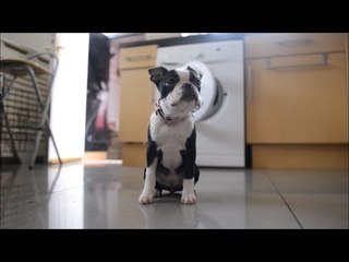 Tiny puppy has miracle escape after being in tumble dryer for 30 MINUTES