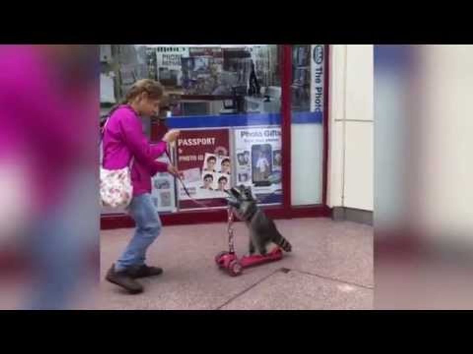 Raccoon Rides Scooter Down Busy High-Street In Kent