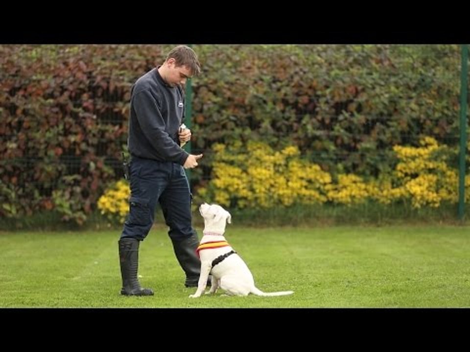 Adorable deaf puppy learning sign language is looking for a new home