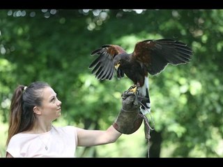 Harris Hawk bird of prey used to deter Seagulls in Sunderland park