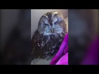 Mum tries to rescue owl that got trapped in her lounge