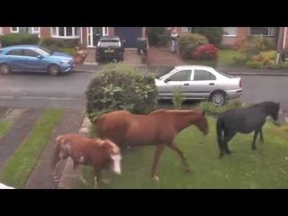 Horses run amok and invite themselves to neighbours garden