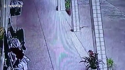 Moment students panic as one-metre-long snake sneaks into classroom