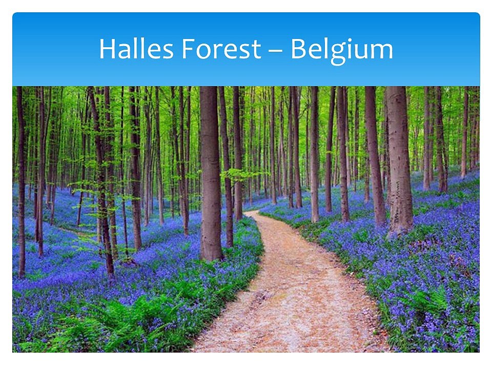 Kurt Emans Shared 7 Fairy Tale Forests in the World