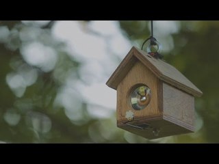 £37k arts project for music from beech tree nuts installed on dormant tree