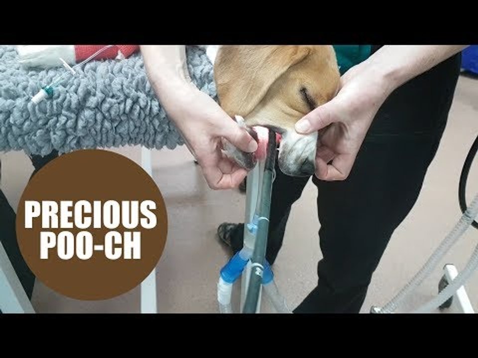 Mischievous beagle eats a plastic poo