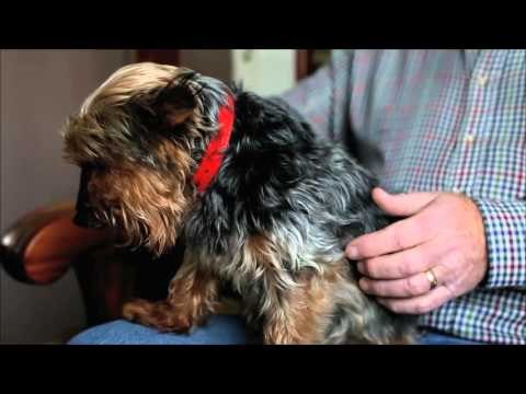 Tiny Yorkshire Terrier becomes Britain's oldest dog