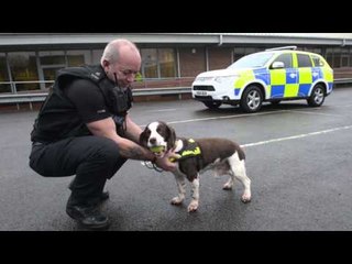 UK’s longest serving police dog retires at 13