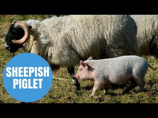 Pig that thinks she's a SHEEP