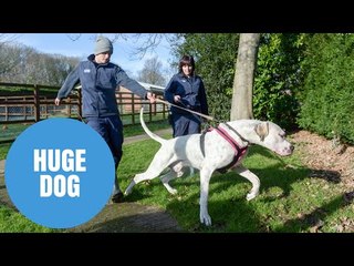 MASSIVE dog who weighs the same as a MOPED