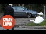 Elderly residents forced to fight off aggressive pair of swans