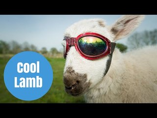 Flash the Lamb who has to wear SUNGLASSES to protect his eyes