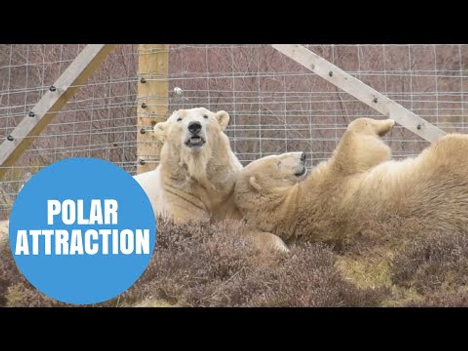 Polar Bears hit it off in Scottish wildlife park