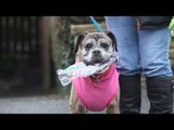 Dog picks up litter on walks - recycles it when she gets home