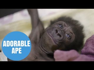 Cute baby gorilla doing well at Bristol Zoo