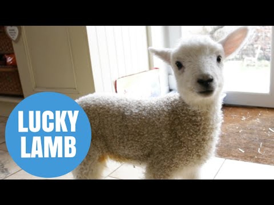 Farmer saves life of lamb that fell in cold water - with a hairdryer