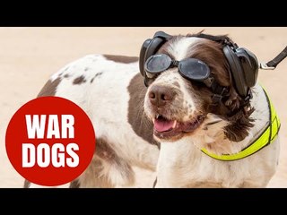 Hero British army dogs get own protective kit for the front line